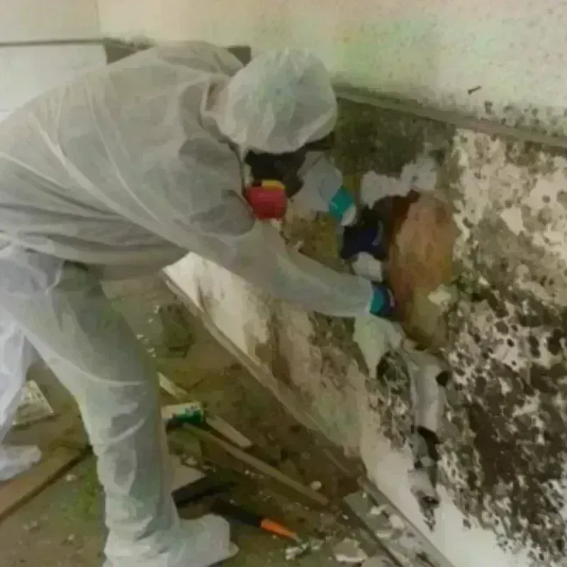 Mold Remediation and Removal in Camp Meeker, CA